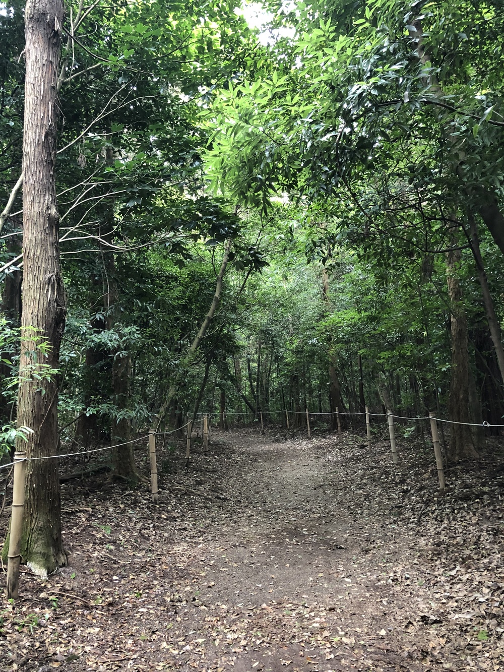 鷲宮神社でお参りランの写真5