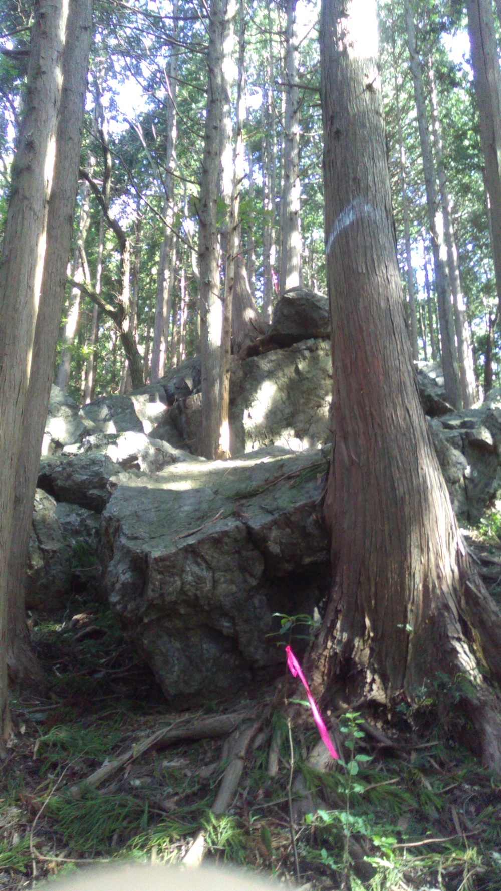 トレイルラン大岳山から愛宕神社の写真6