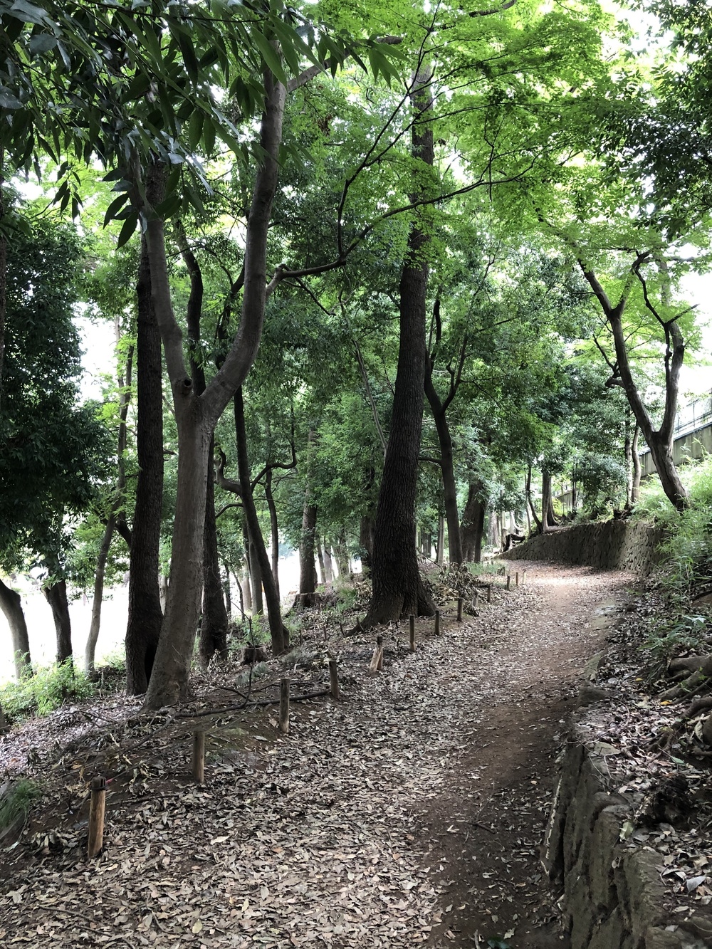 自然と歴史と食のまち・吉祥寺よくばりRuntrip ～まるごと多摩コレクション～の写真10
