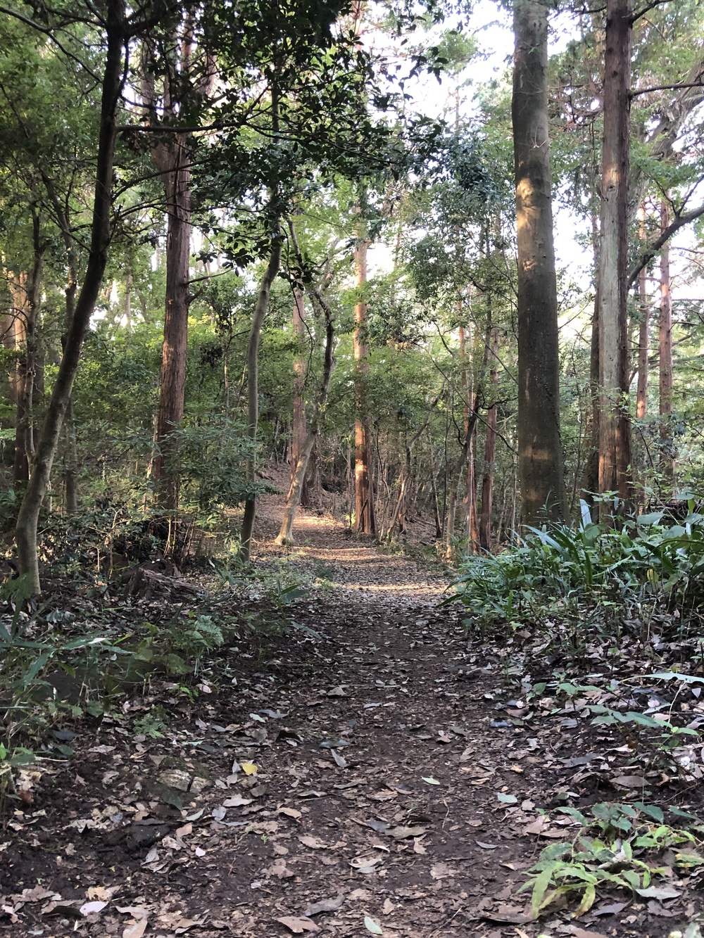 綱島パワースポット巡り&プチトレイル気分のラントリップ の写真3