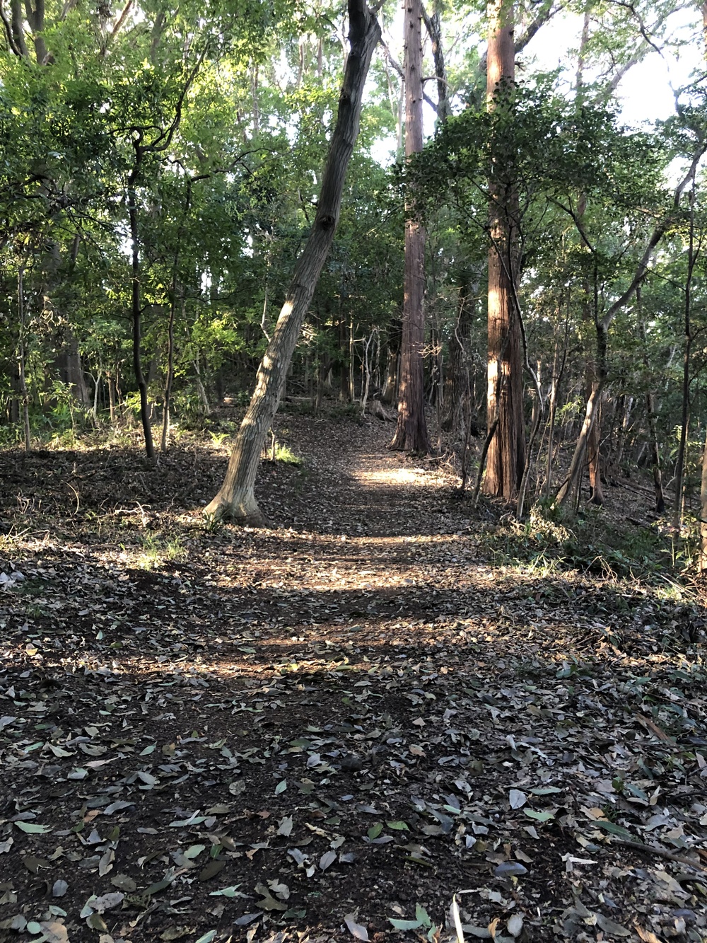 綱島パワースポット巡り&プチトレイル気分のラントリップ の写真4