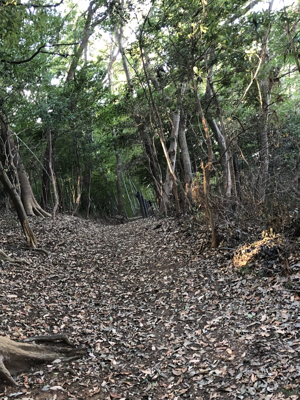 綱島パワースポット巡り&プチトレイル気分のラントリップ の写真5