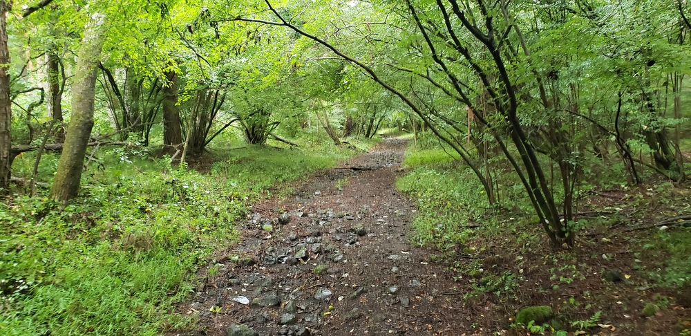 富士山 浅間神社～中の茶屋 トレイルウォーキングの写真5