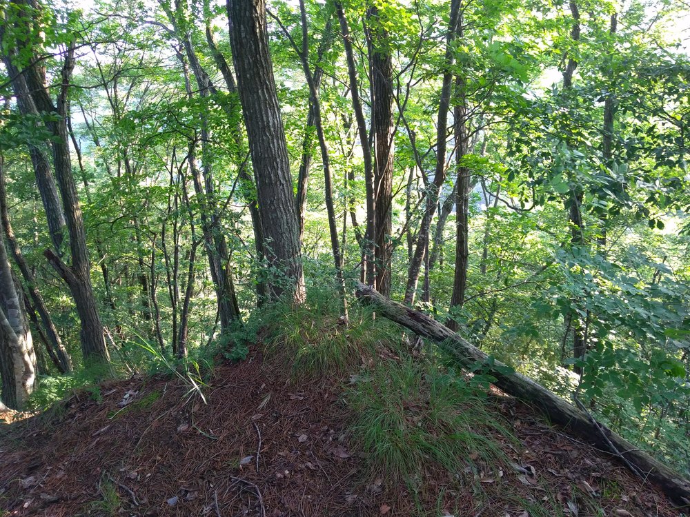 長野　篠ノ井　茶臼山の写真9