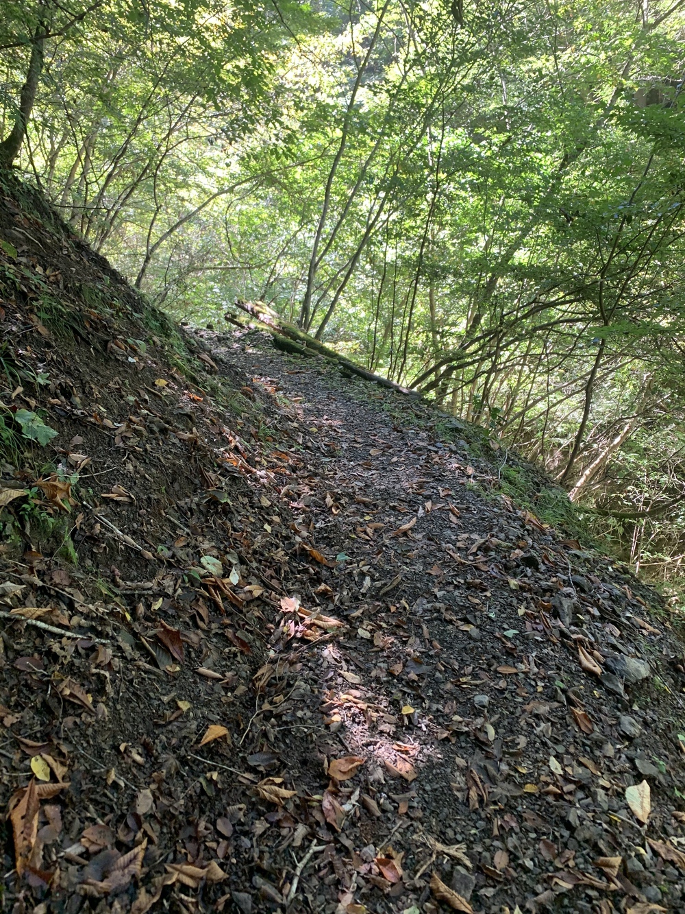 都心から2時間 奥多摩湖 いこいの道クロスカントリー12kmの写真3