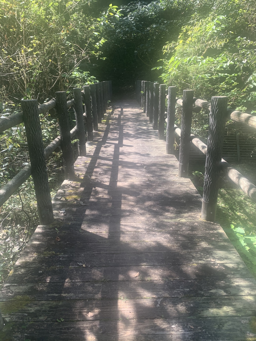 都心から2時間 奥多摩湖 いこいの道クロスカントリー12kmの写真5