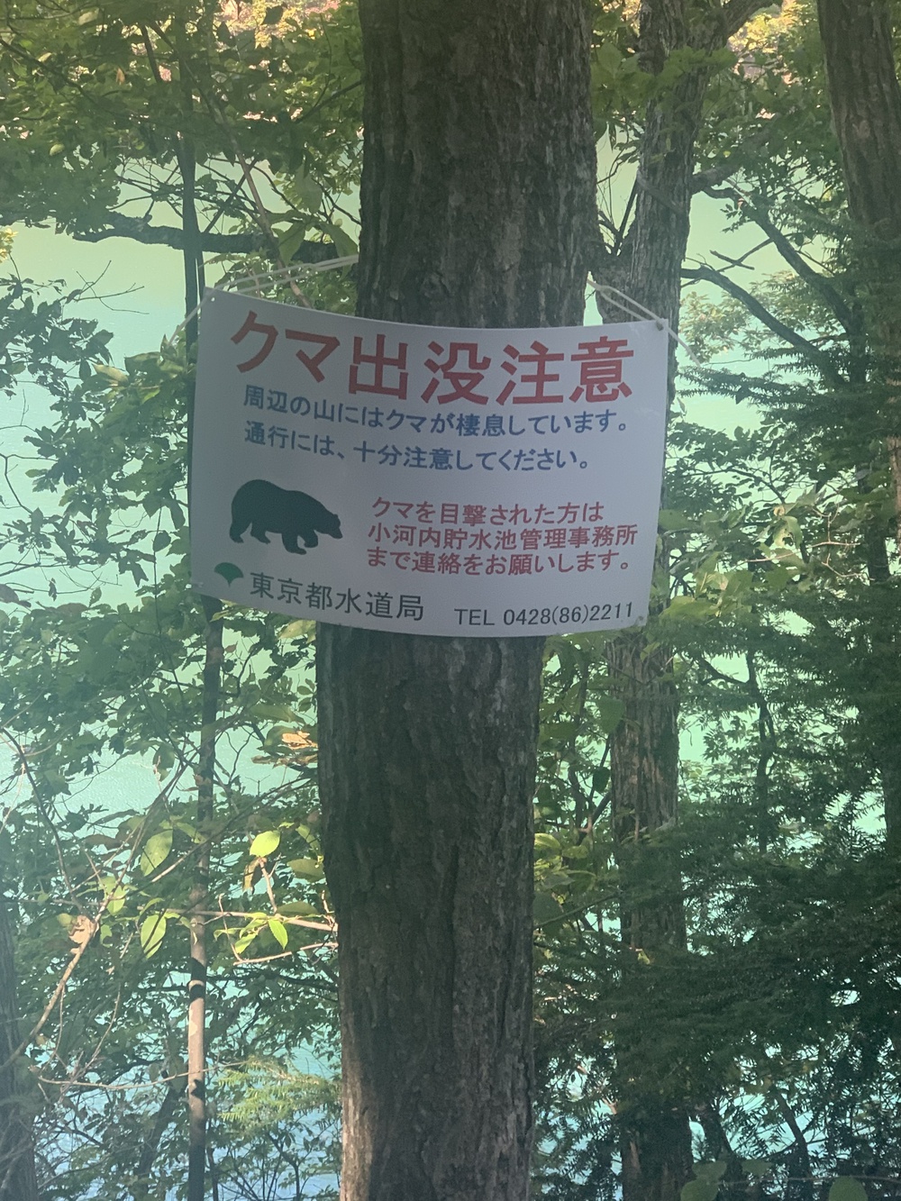 都心から2時間 奥多摩湖 いこいの道クロスカントリー12kmの写真7