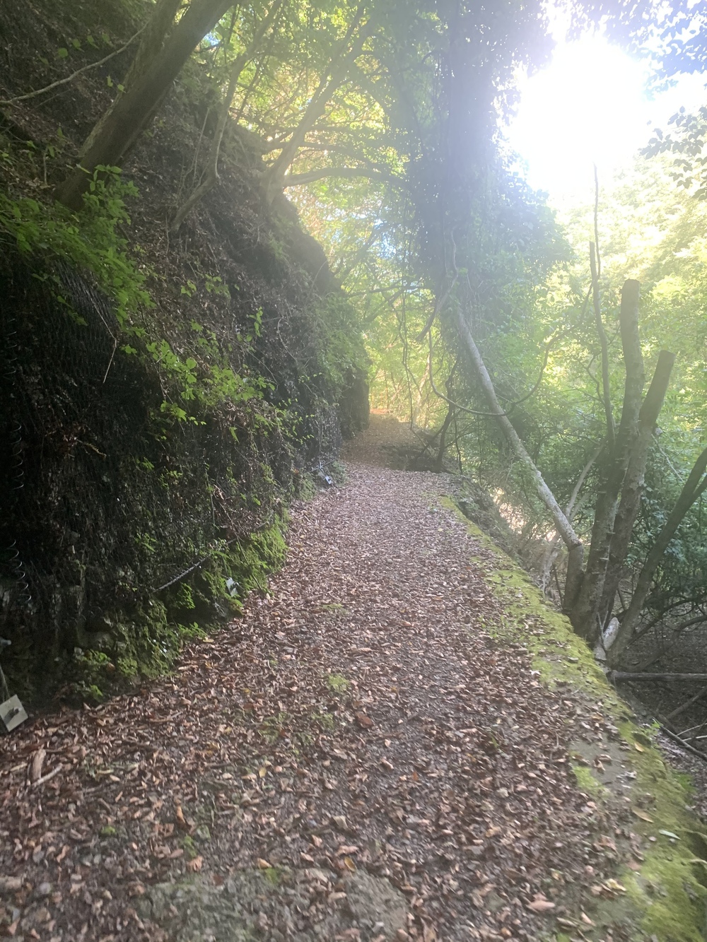 都心から2時間 奥多摩湖 いこいの道クロスカントリー12kmの写真8