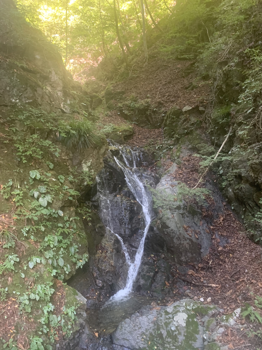 都心から2時間 奥多摩湖 いこいの道クロスカントリー12kmの写真10