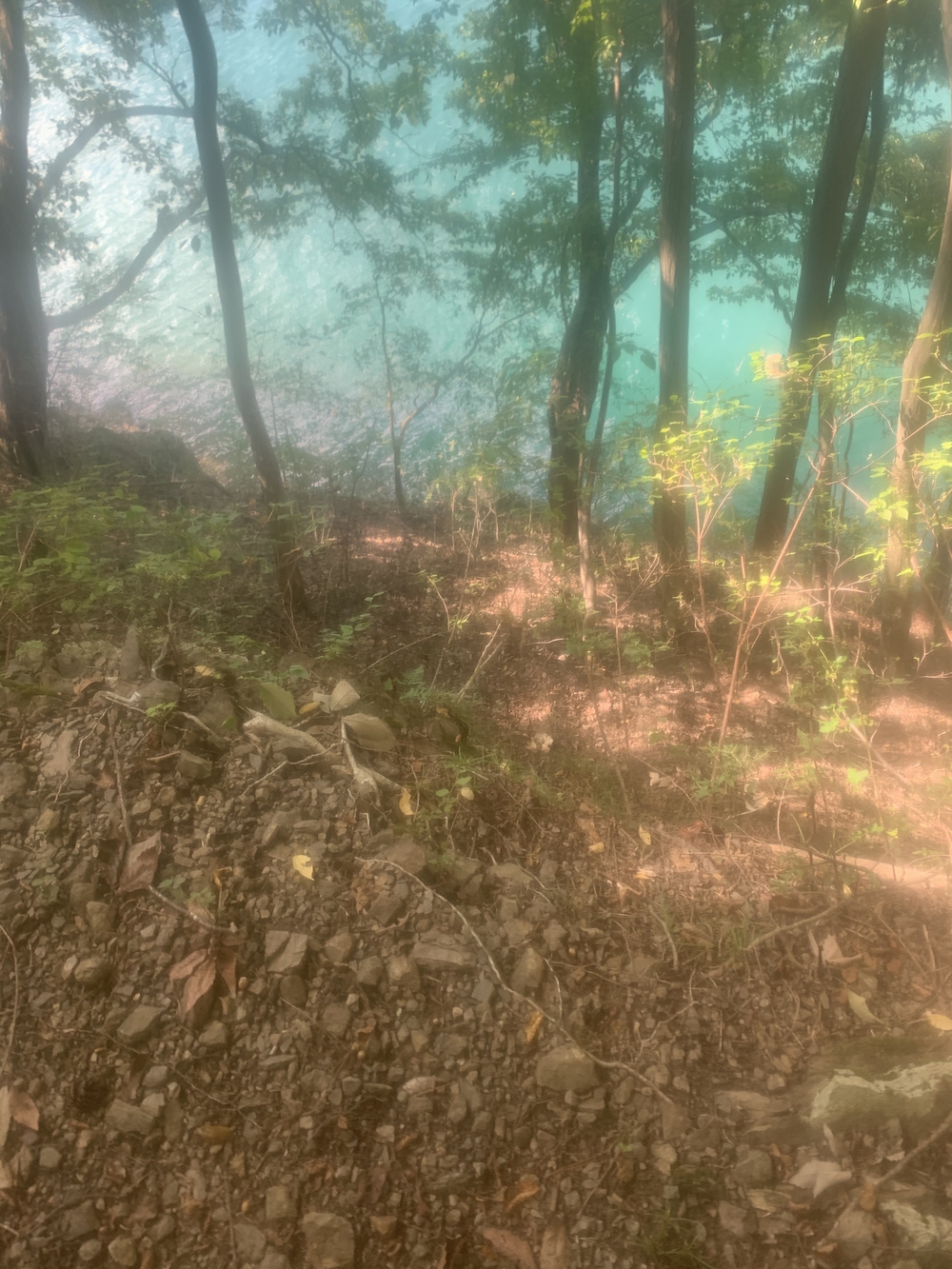 都心から2時間 奥多摩湖 いこいの道クロスカントリー12kmの写真11