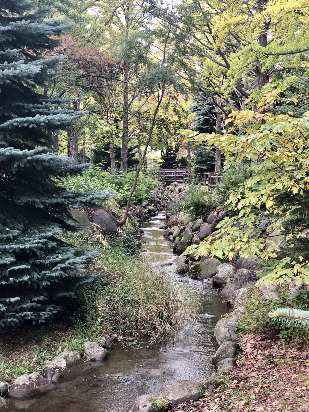 中島公園と豊平川沿いランニングの写真5