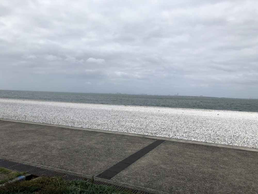 関西空港を臨みながら快走コースの写真4