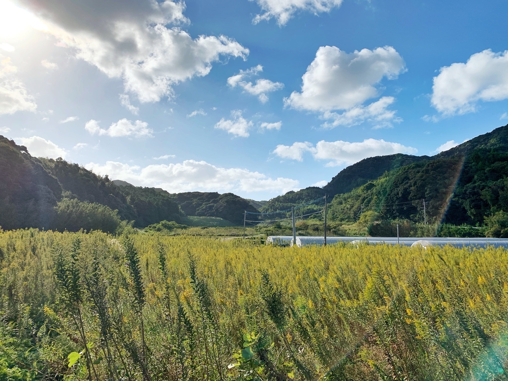 山道が多い8kmの写真3