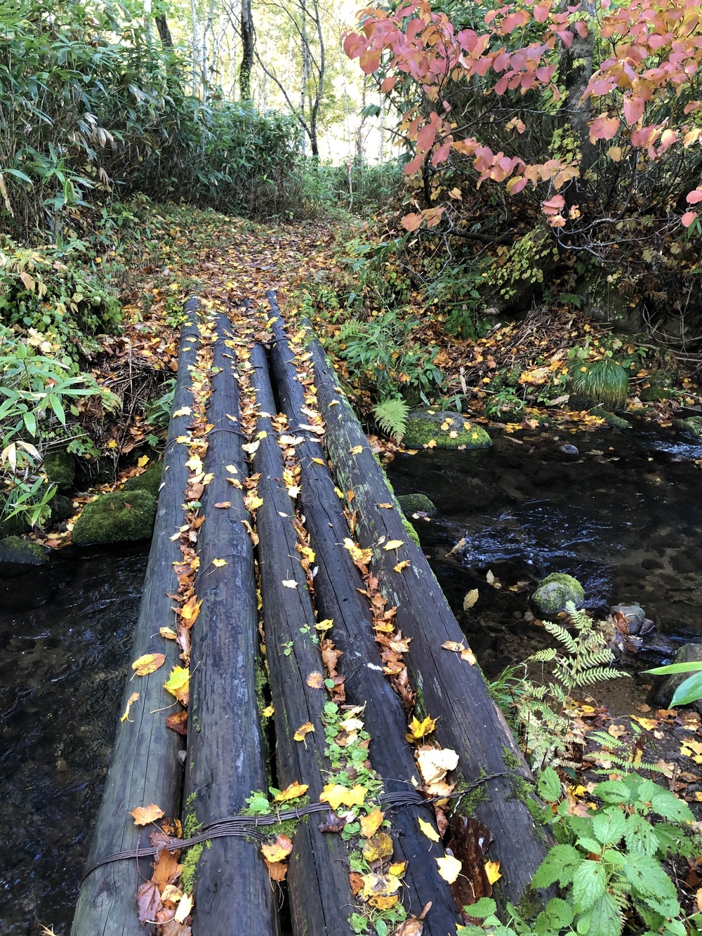 紅葉を観にニセコ　鏡沼トレランの写真3