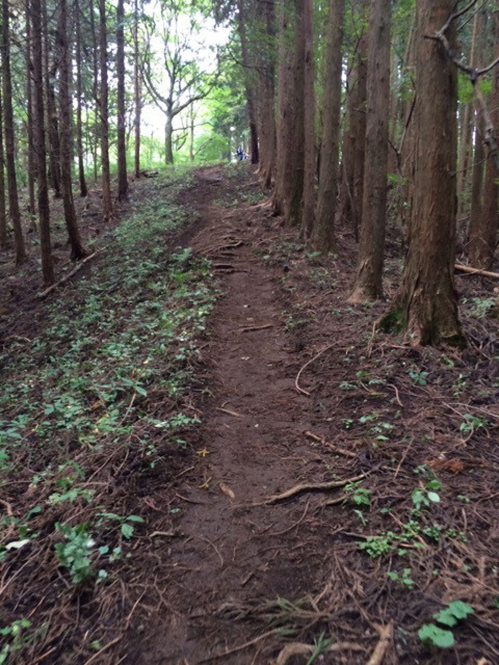 陣馬山から南高尾トレイルの写真4