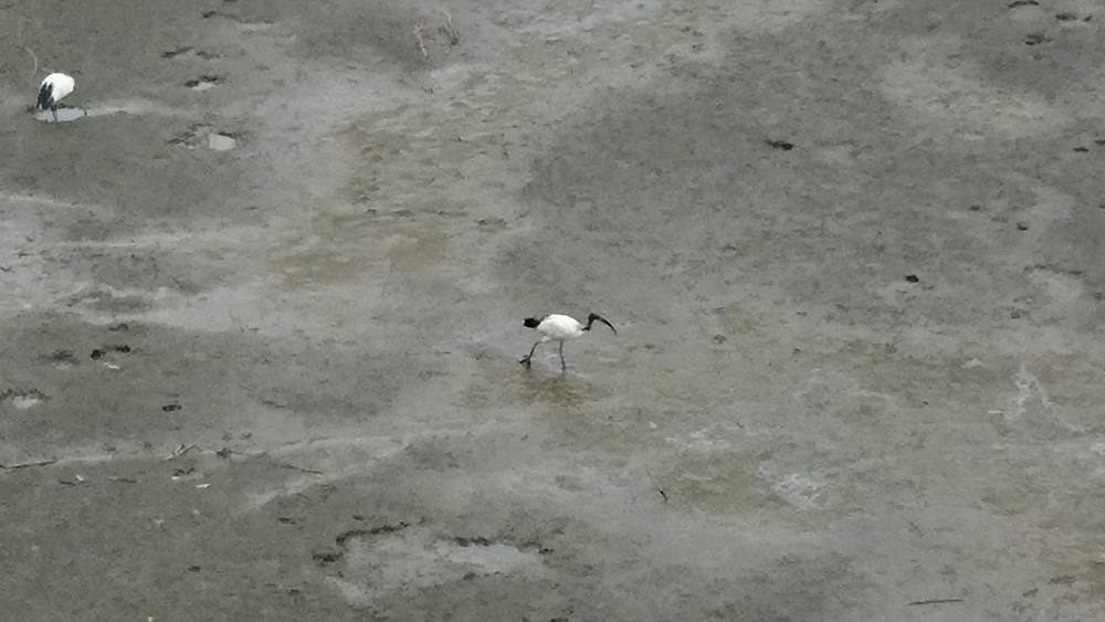 台北市の淡水川沿いに、今回は橋めぐり。の写真8