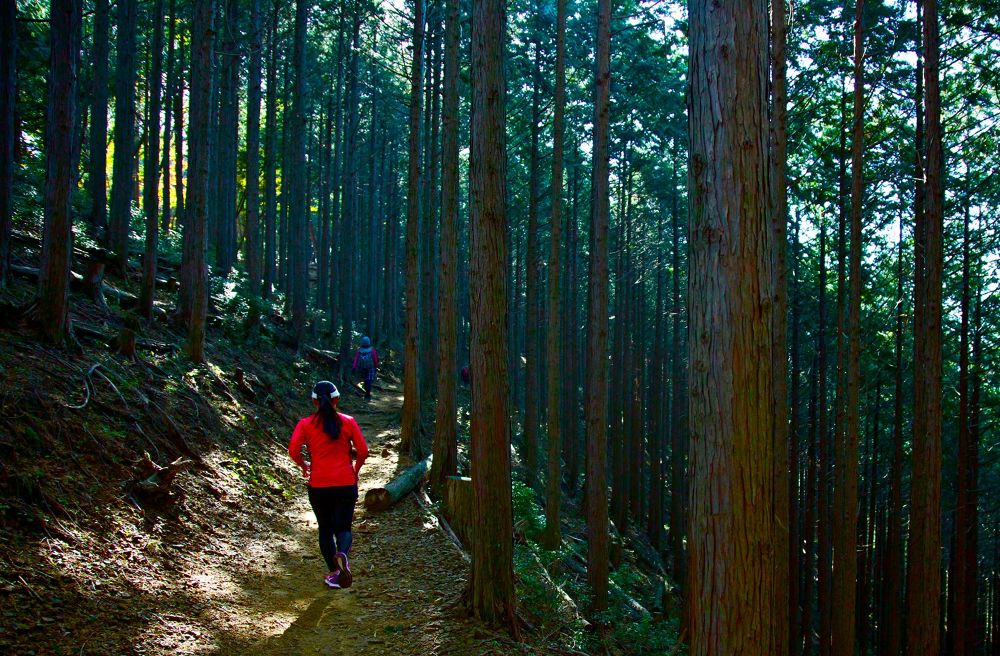 奥武蔵伊豆ヶ岳17kmトレイルコースの写真5