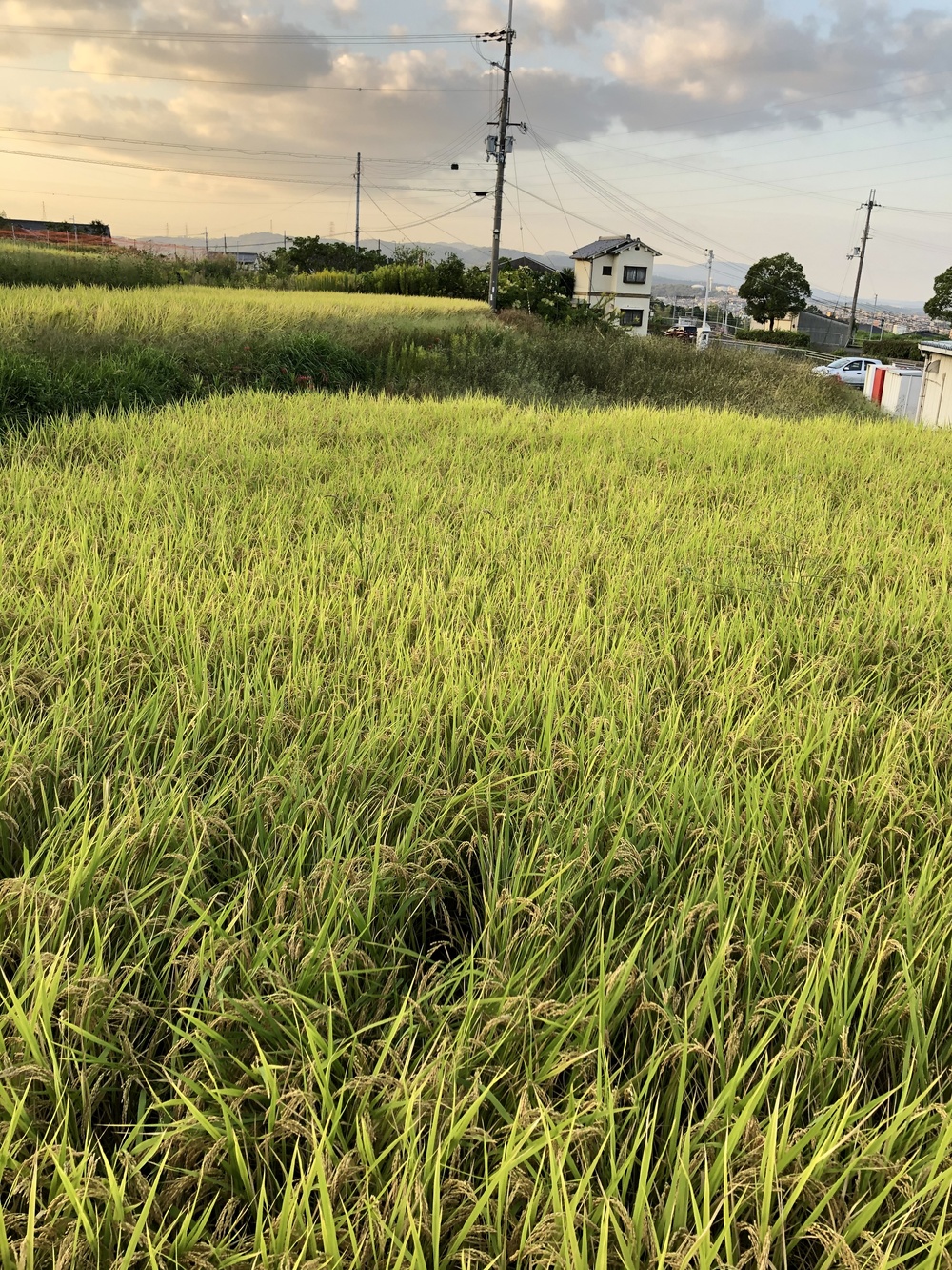 気持ちのいいシングルトラックと階段地獄の写真3