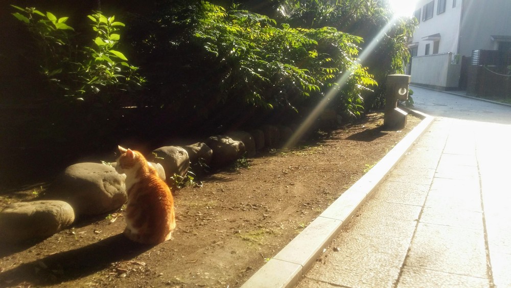 【出張朝ラン】藤沢→江ノ島ぐるり一周ランの写真5