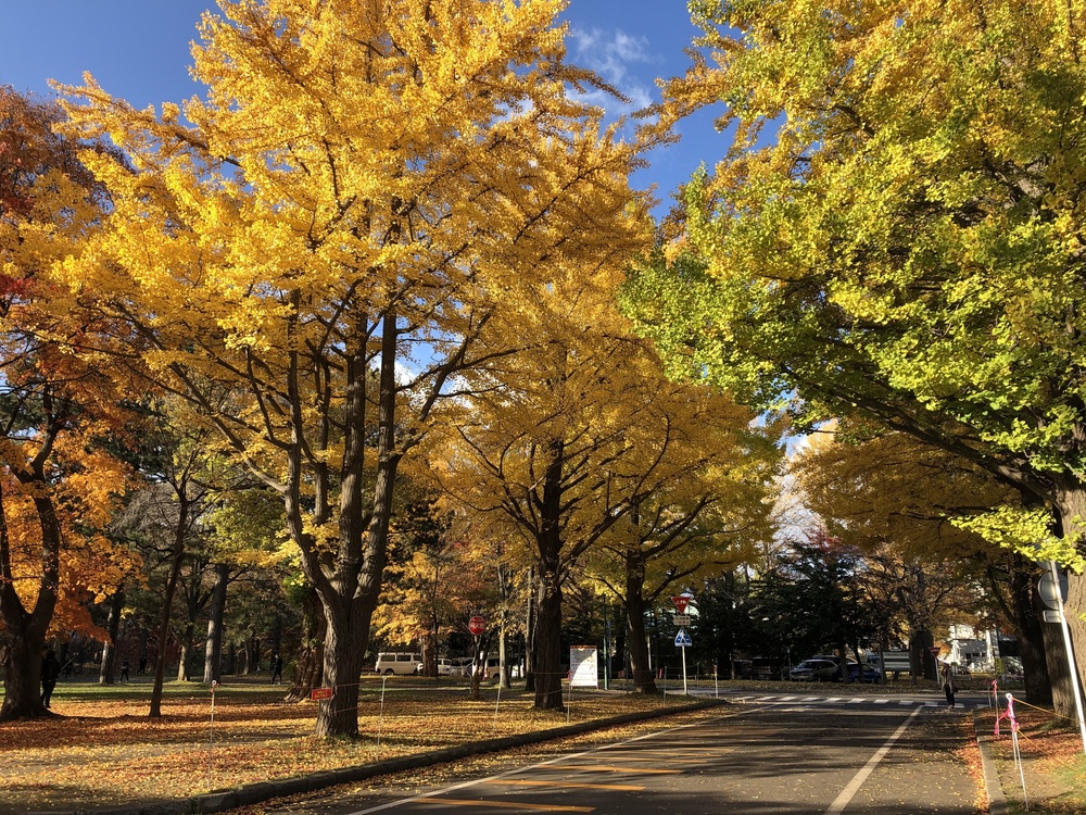 北大😍🍁紅葉ランの写真3
