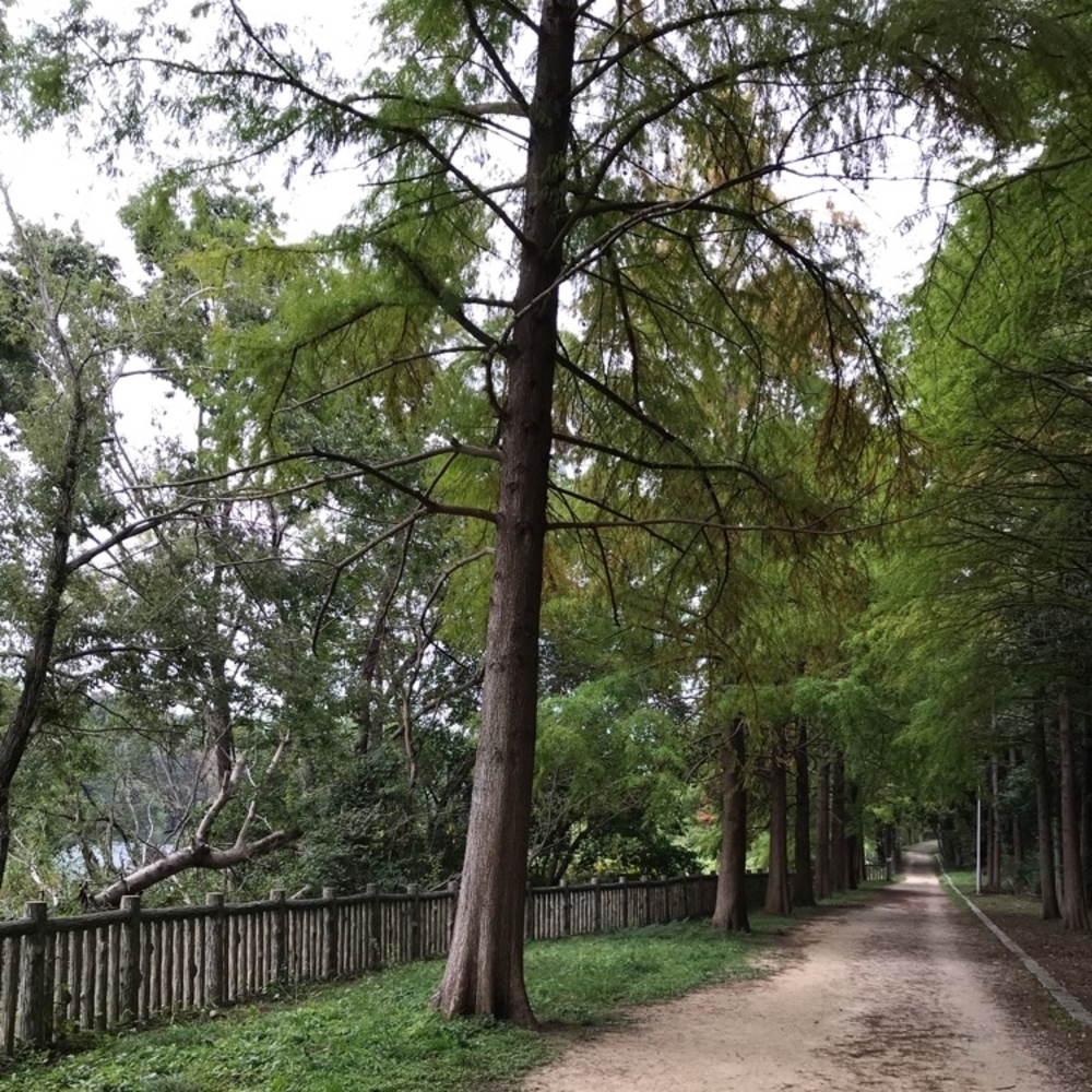 山に行かなくても水辺に緑があるよ！の写真3