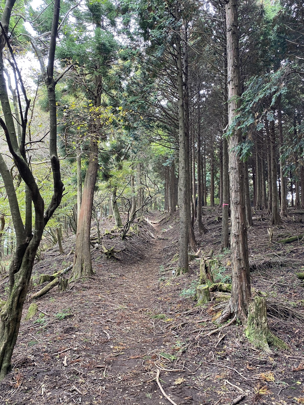 大山詣り＋トレラントレーニングの写真12