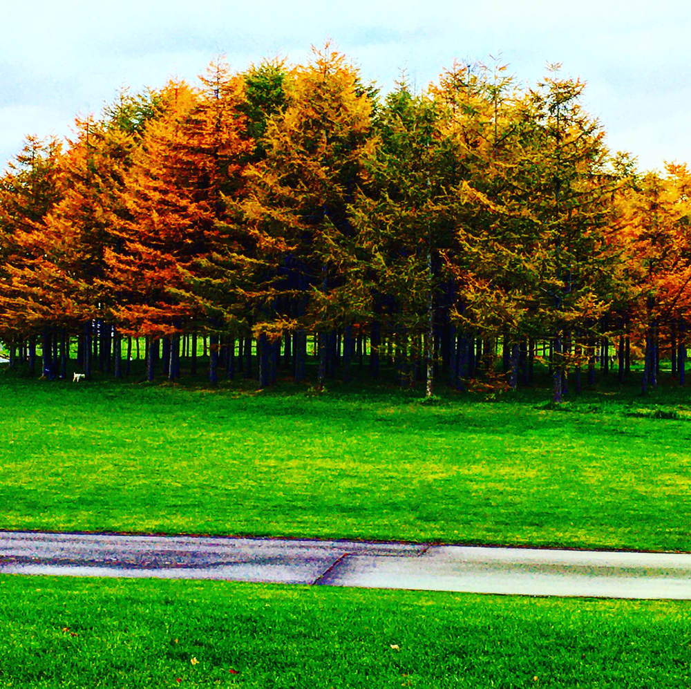 モエレ沼公園紅葉ランの写真4