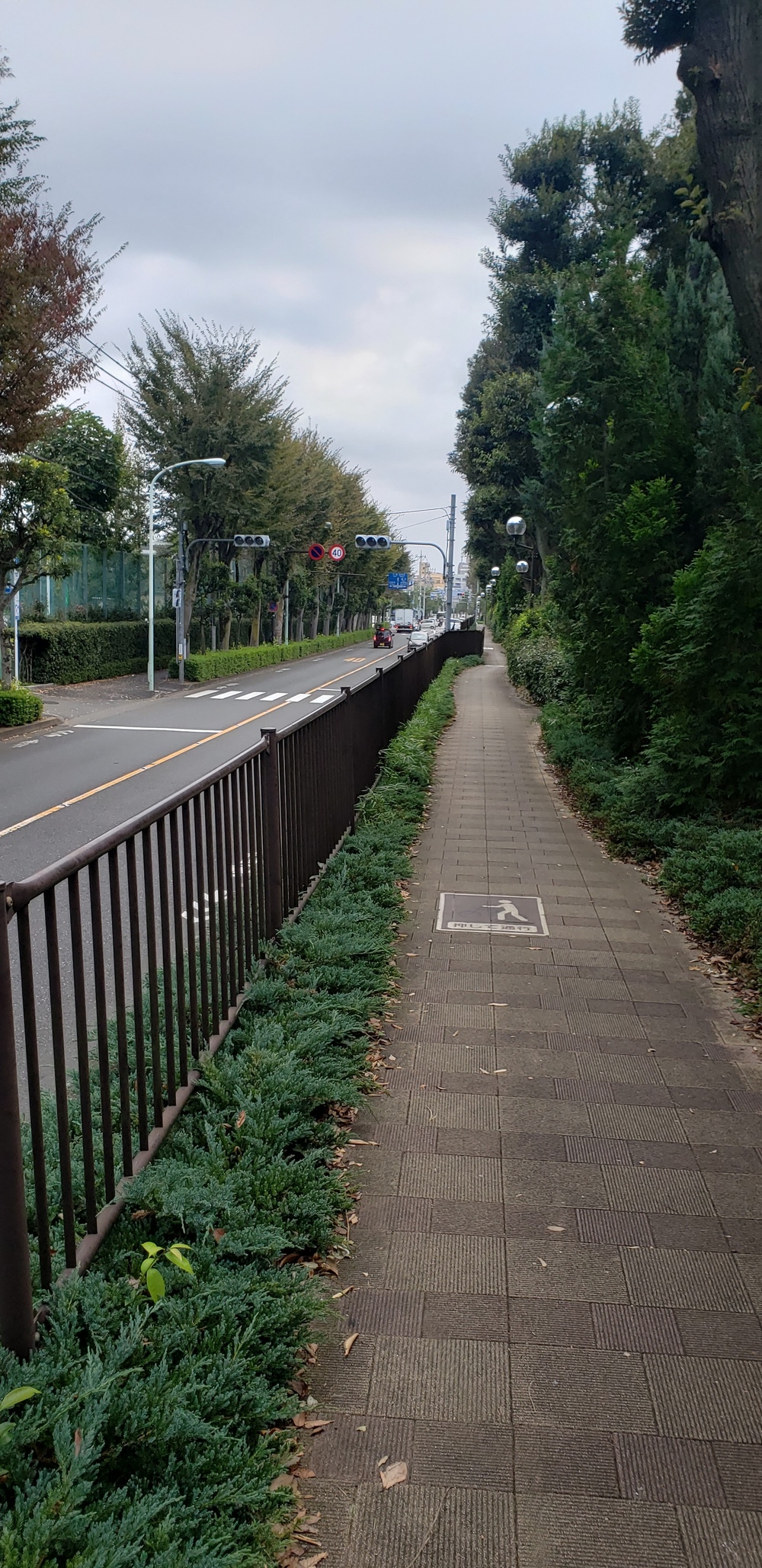 玉川上水ランの写真6