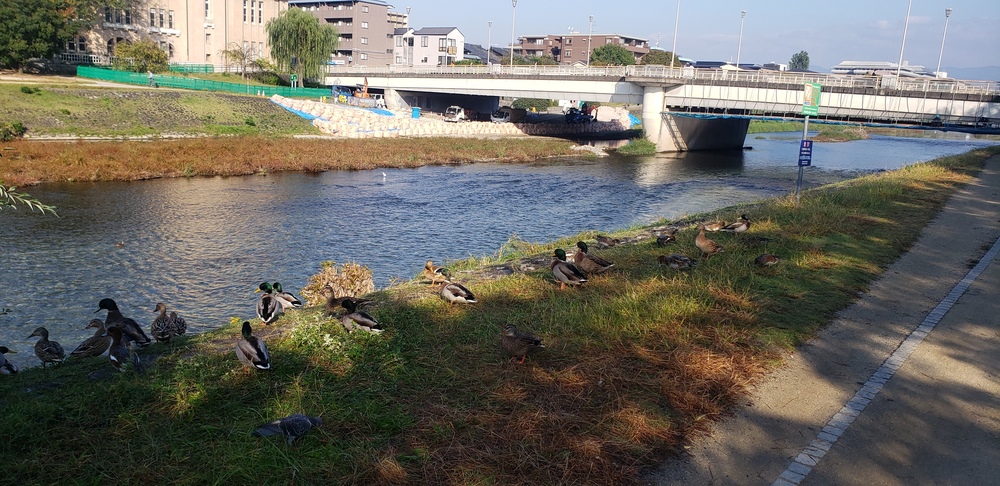 鴨川～京都御所ランニングの写真11