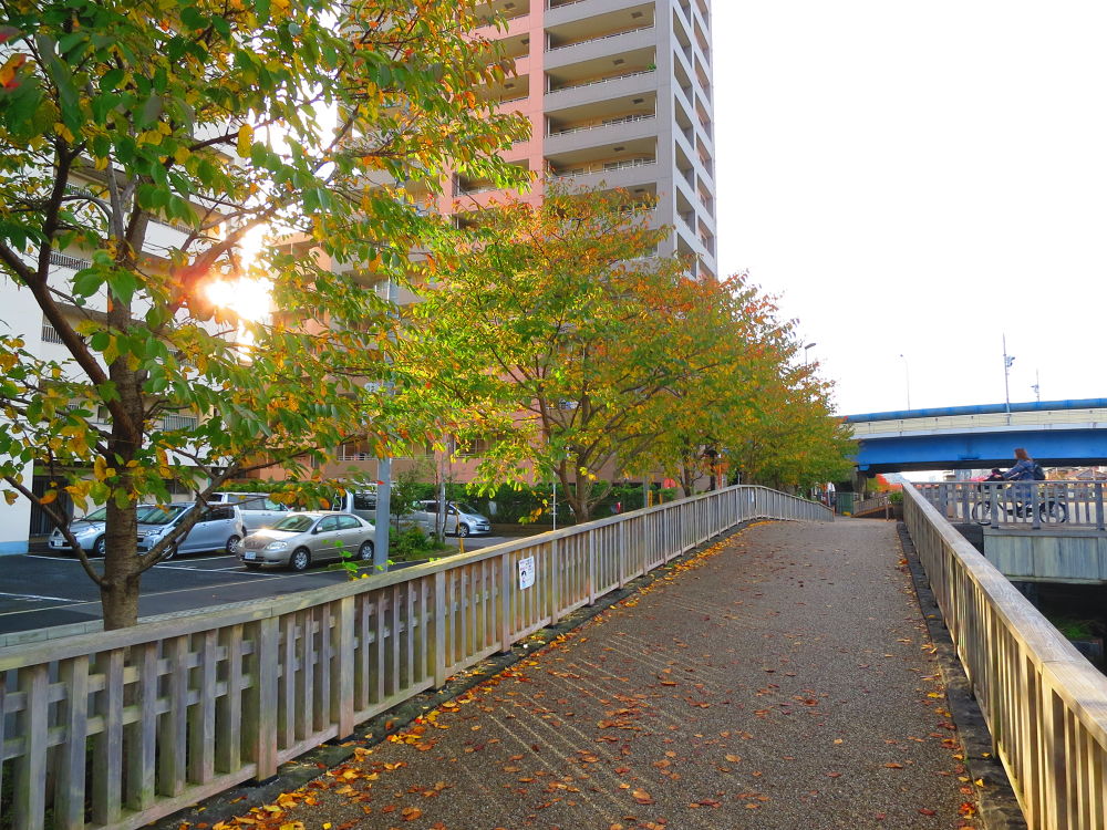 スカイツリーに向かう道（妙典→スカイツリー）の写真11