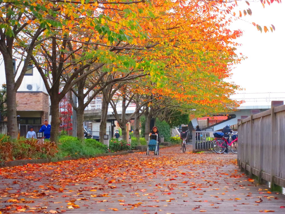 スカイツリーに向かう道（妙典→スカイツリー）の写真12