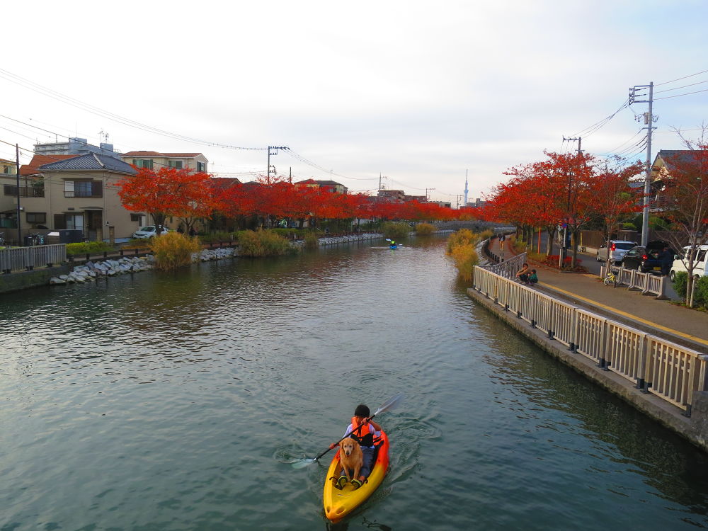 スカイツリーに向かう道（妙典→スカイツリー）の写真13