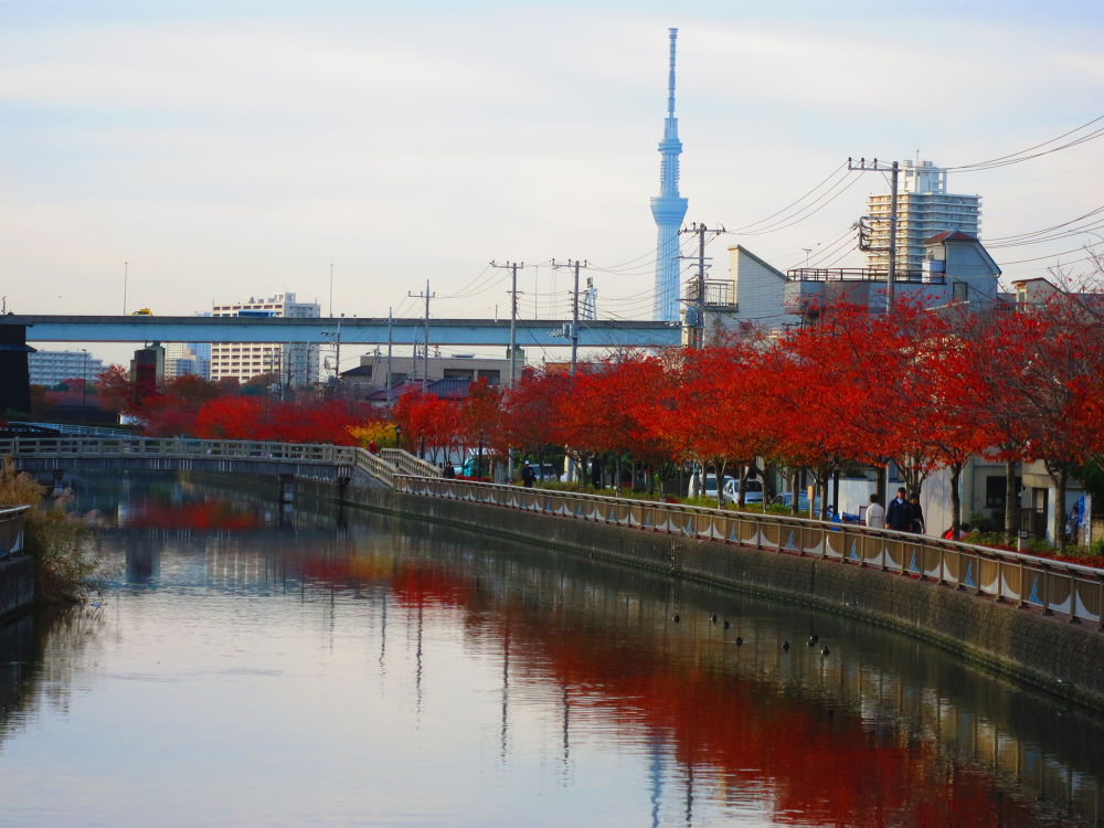 スカイツリーに向かう道（妙典→スカイツリー）の写真14
