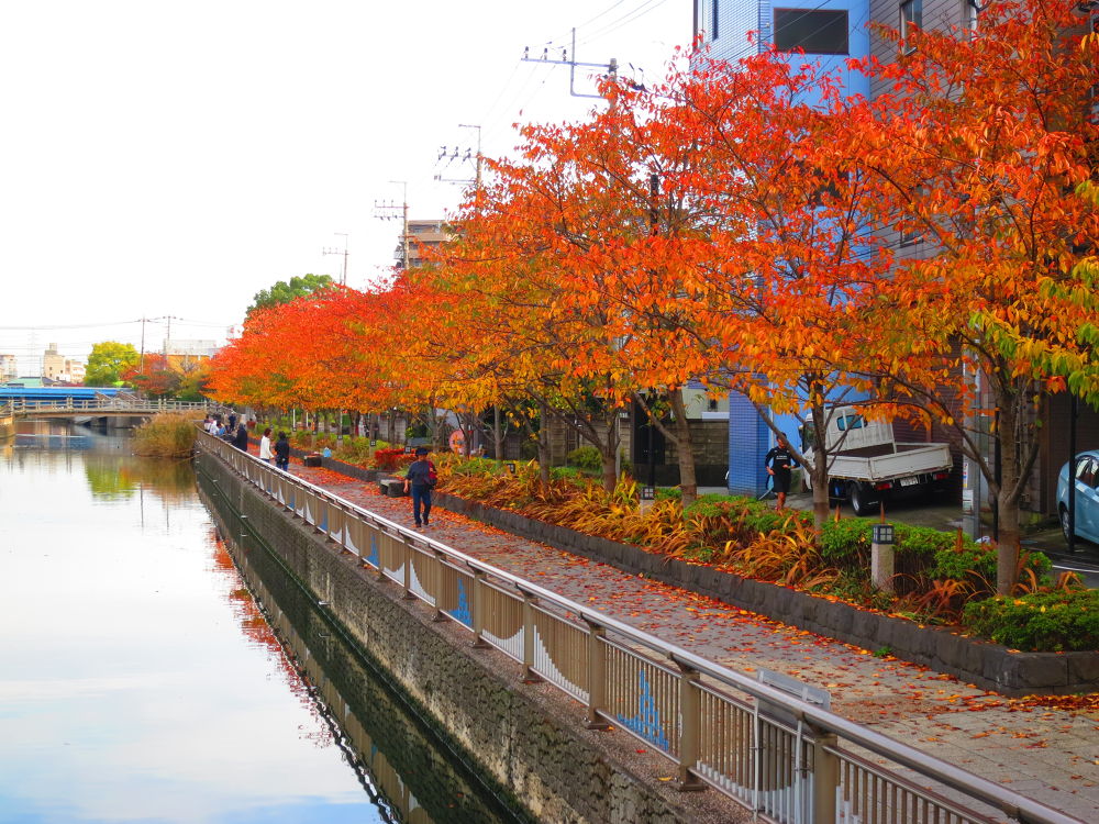 スカイツリーに向かう道（妙典→スカイツリー）の写真15