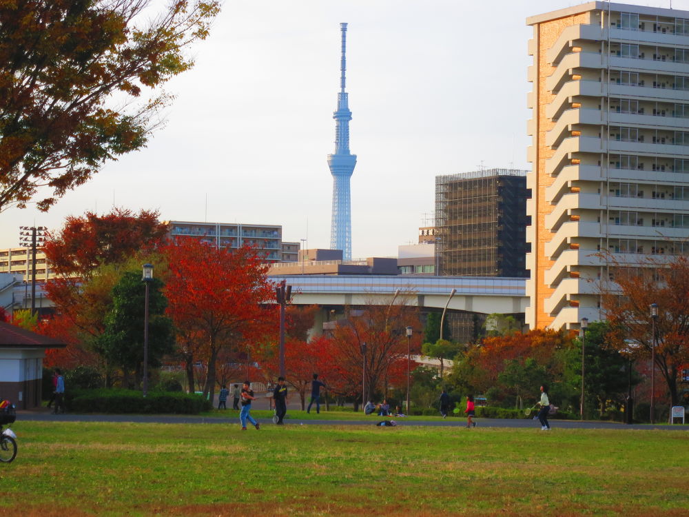 スカイツリーに向かう道（妙典→スカイツリー）の写真18