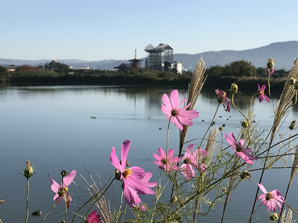 奈良ランPart３、西ノ京から平城宮跡への写真10