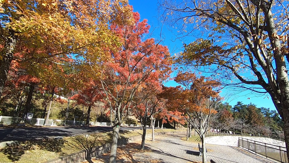 生駒山麓公園を巡るプチトレランの写真10