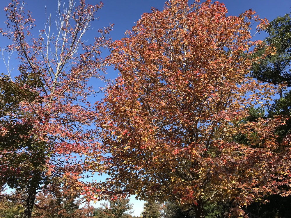 生駒山麓公園を巡るプチトレランの写真12