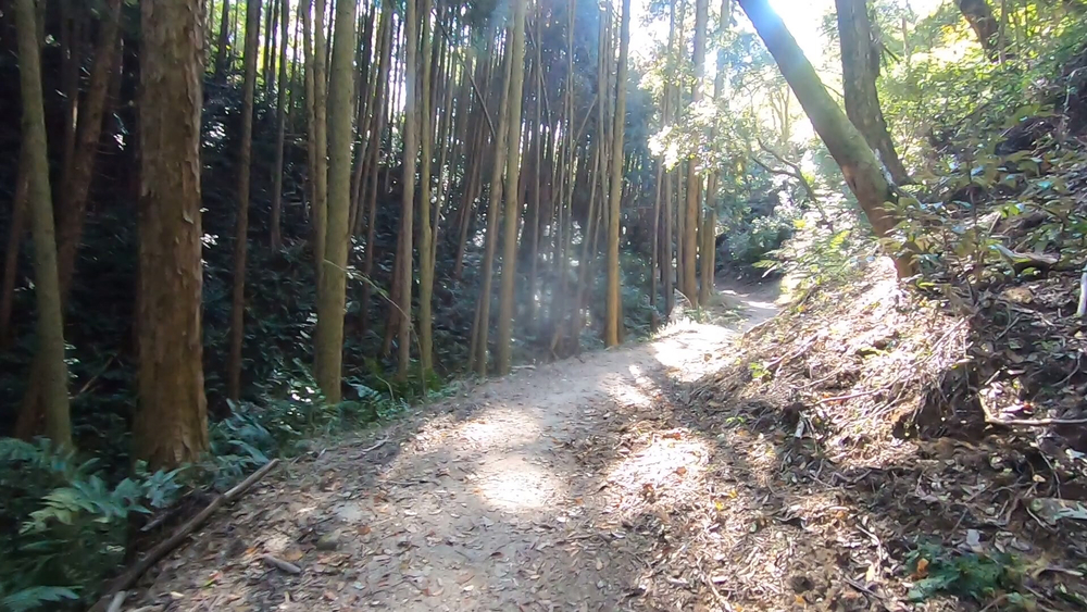 生駒山麓公園を巡るプチトレランの写真15