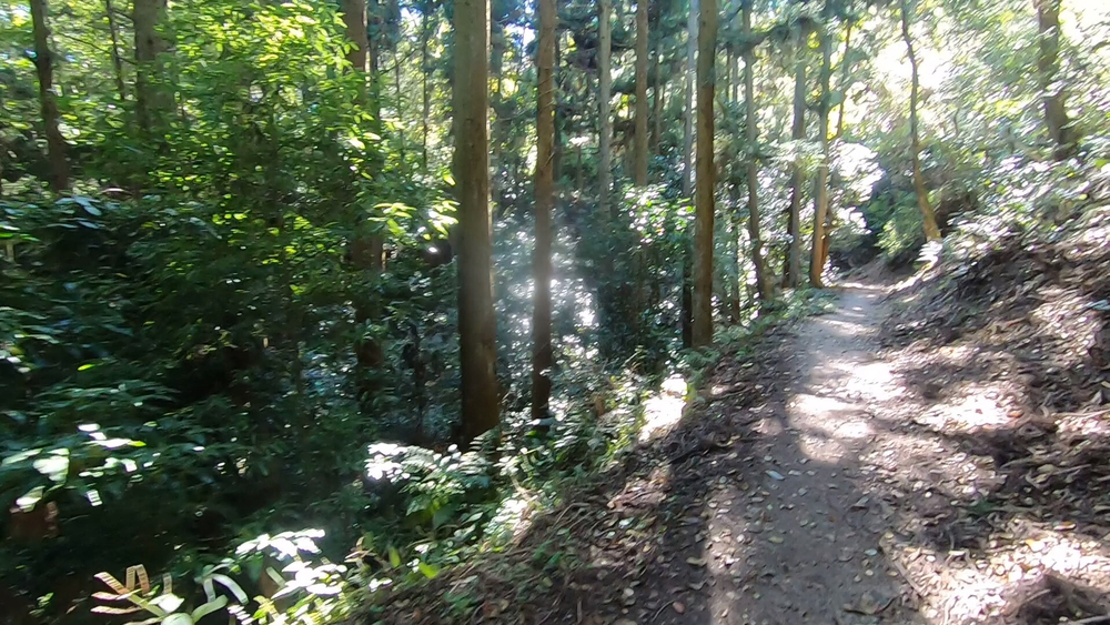 生駒山麓公園を巡るプチトレランの写真17