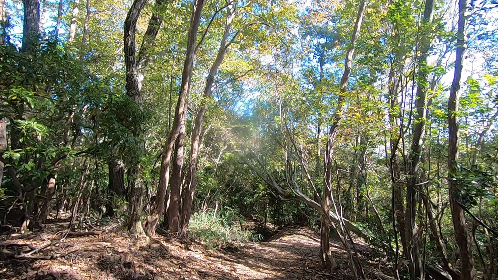 生駒山麓公園を巡るプチトレランの写真20