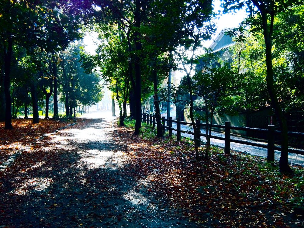 四季の彩りを感じられる善福寺公園の写真3