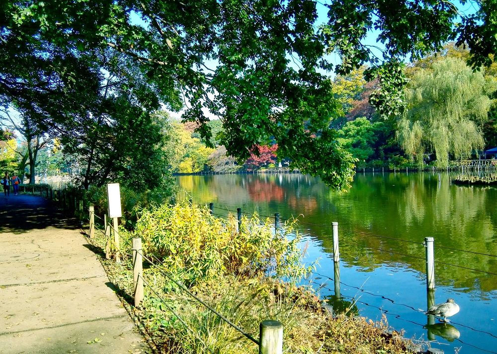 四季の彩りを感じられる善福寺公園の写真4