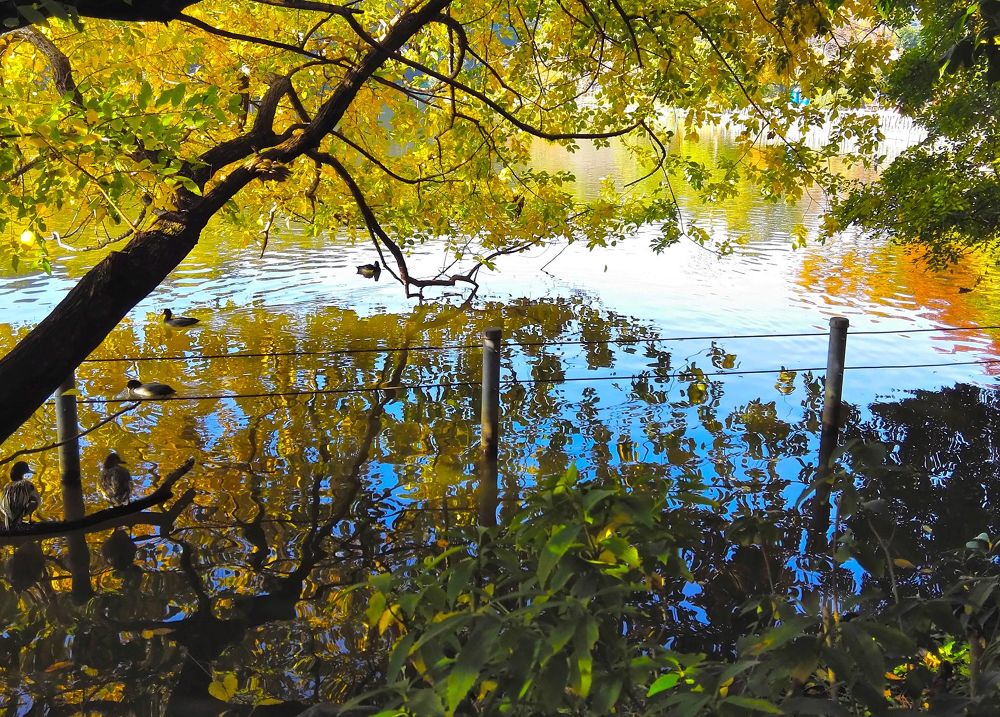 四季の彩りを感じられる善福寺公園の写真5
