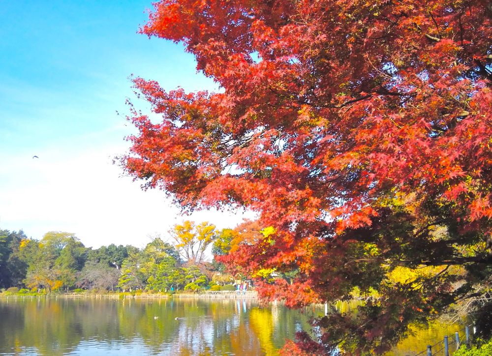 四季の彩りを感じられる善福寺公園の写真6