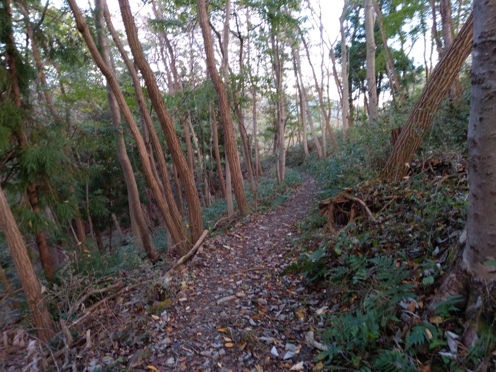 宝登山頂からの絶景を堪能、長瀞アルプストレイルレースコースの写真7