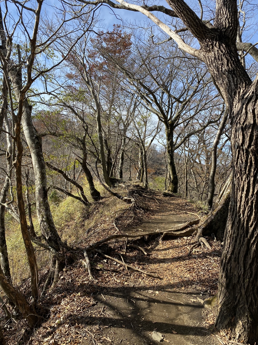 トレイルの登りの練習+景色を堪能するコースの写真10