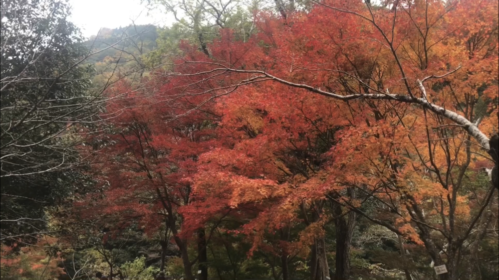 旧 JR福知山線 廃線跡☆これは楽しい！の写真20