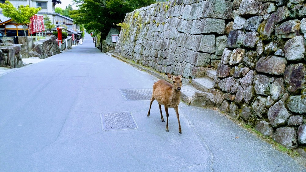【出張朝ラン】世界遺産！宮島 厳島神社 鳥居にタッチラン の写真4