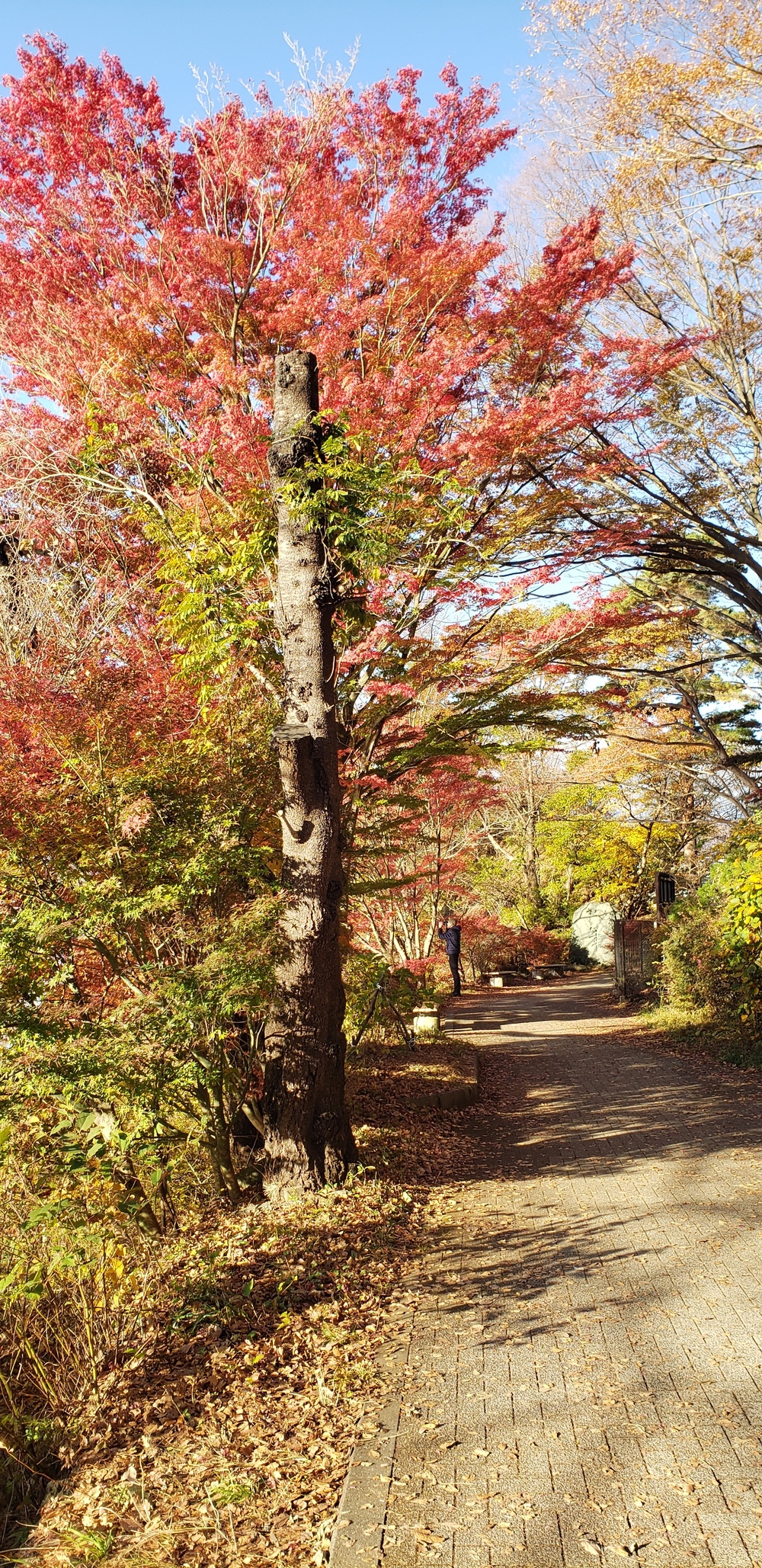 河口湖一周ランの写真9